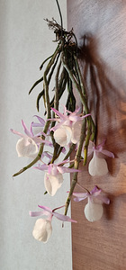 Орхидея Дендробиум Афиллум (Pierardii)