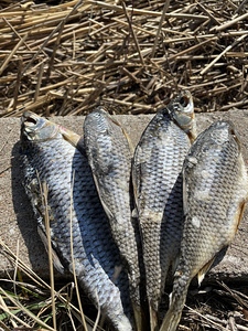 Kuivatatud kala Peipsilt 2023 kalamarjaga