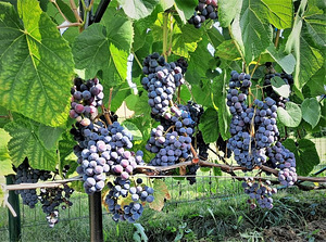Viinamarja Zilga 1-aastased ja noored istikud