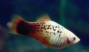Xiphophorus maculatus, каменная рыба