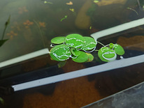 Ujuv akvaariumitaim "Amazon Frogbit" (Limnobium laevigatum)