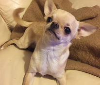 Chihuahua isane