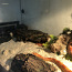 Maisi-roni nastik + terrarium (foto #3)