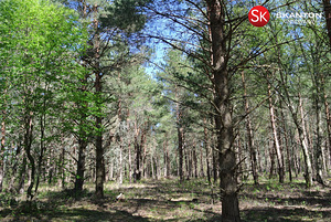 Lääne maakond, Lääne-Nigula vald, Hara küla/Harga, Kõrkja (6 foto / 17)