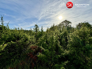 Tammenuka, Kuivastu, Muhu vald, Saaremaa (36 foto / 42)