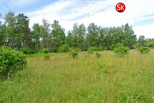 Nõmmeliiva, Rohuküla, Haapsalu linn, Läänemaa (3 foto / 12)