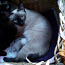 Siiami kass (foto #1)
