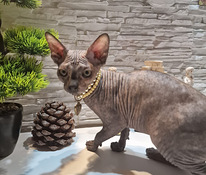 Канадский сфинкс