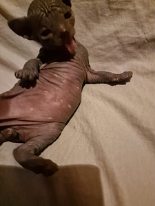 Pārdodu Kanādas sfinksa šķirnes kaķēnus (2 foto no 4)