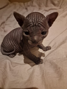 Pārdodu Kanādas sfinksa šķirnes kaķēnus (3 foto no 4)