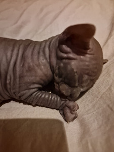 Pārdodu Kanādas sfinksa šķirnes kaķēnus (4 foto no 4)