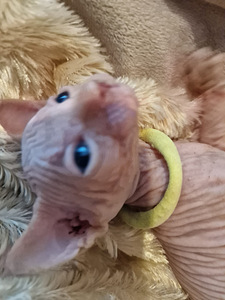 Продам котят породы канадский сфинкс (7 фото из 9)