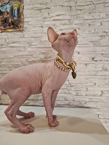 Pārdodu Kanādas sfinksa šķirnes kaķēnus (1 foto no 9)
