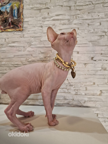 Pārdodu Kanādas sfinksa šķirnes kaķēnus
