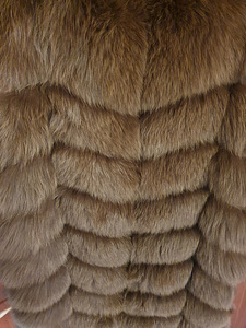 Vest hõberebast. (1 foto / 3)