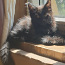 Котёнок Мейн кун (фото #2)