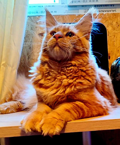 Maine coon (10 foto / 10)