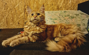 Maine coon (3 foto / 10)