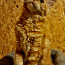 Котёнок мейн-кун ЗАБРОНИРОВАНА (фото #4)