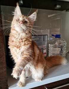 Maine coon (1 foto / 10)