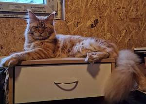 Котята мейн кун (9 фото из 9)