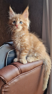 Котята мейн кун (3 фото из 9)