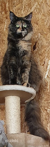 Maine coon kassipojad (9 foto / 9)