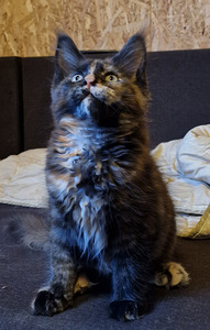 Maine coon kassipojad (6 foto / 9)