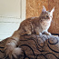 Котята Мейн кун (фото #2)