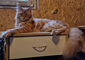 Котята мейн кун (5 фото из 6)