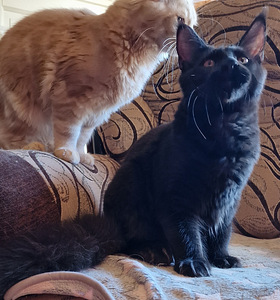 Котята мейн кун (4 фото из 6)