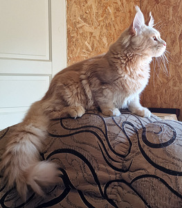 Котята мейн кун (2 фото из 7)