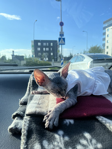 Ваш питомец в надёжных руках (3 фото из 4)