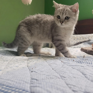 Продается британский котенок (2 фото из 6)