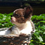 Cihuahua female (foto #3)