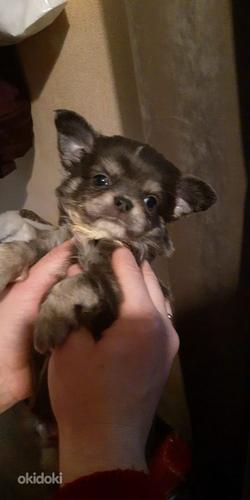 Chihuahua mini (foto #2)