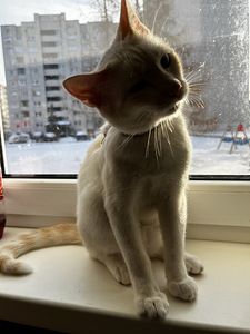 Tai kass ootab pruuti. (2 foto / 4)