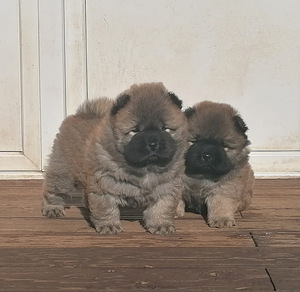 Chow - chow kutsikad (3 foto / 4)