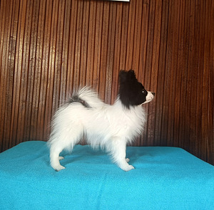 Papilloni kutsikad (3 foto / 9)