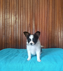 Papilloni kutsikad (5 foto / 9)