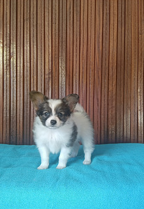 Papilloni kutsikad (7 foto / 9)