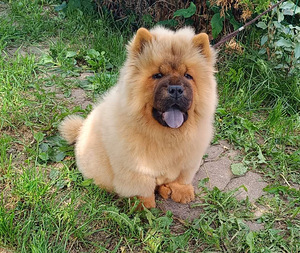 Chow-chow kutsikad (1 foto / 4)