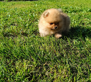 Pomeranian spitsi kutsikas (1 foto / 3)