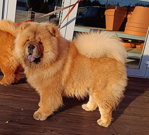 Chow-chow isane koer (1 foto / 1)