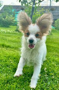 Papillon kutsikad (1 foto / 6)