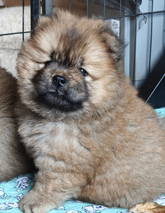 Chow Chow kutsikad (4 foto / 4)