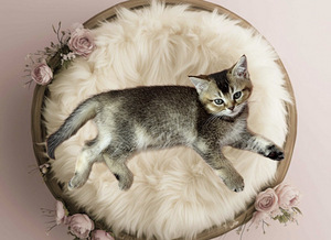 Котята , Британская + Scottish Straight кошка , шотландская (2 фото из 2)