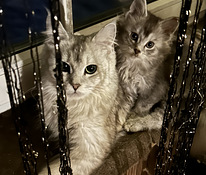 Котята мейн-кун