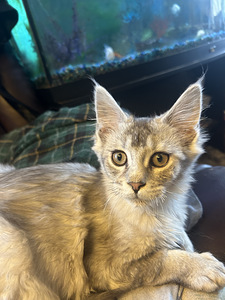 Maine Coon kassipojad