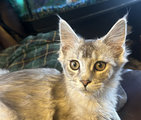 Maine Coon kassipojad